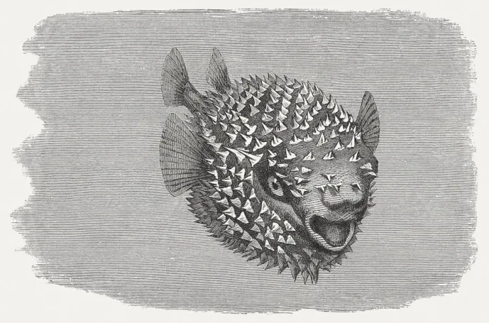 Framed Print : Spotted Porcupinefish (Diodon hystrix), wood engraving, published in 1884 Framed Print : Spotted Porcupinefish (Diodon hystrix), wood engraving, published in 1884