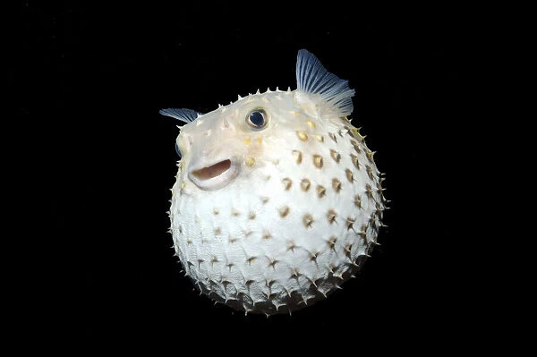 Spotted Porcupinefish -Diodon hystrix-, Red Sea, Egypt