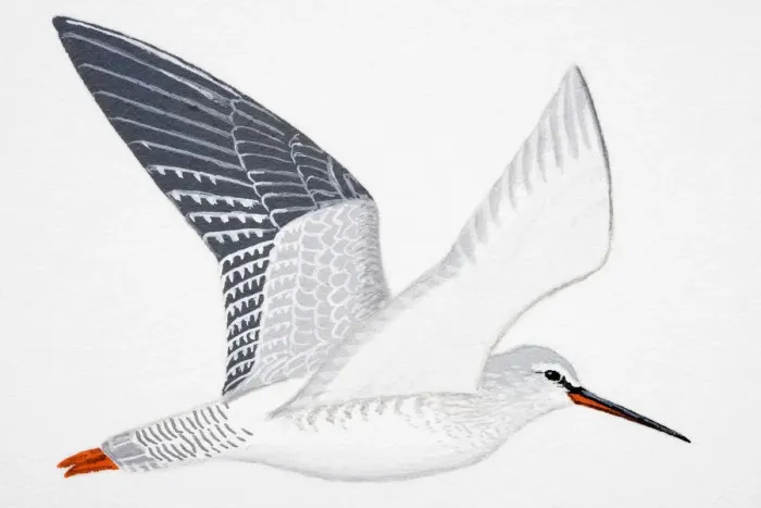 Framed Print : Spotted Redshank (Tringa erythropus), adult