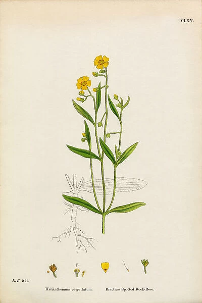Spotted Rock Rose, Helianthemum eu-guttatum, Victorian Botanical Illustration, 1863