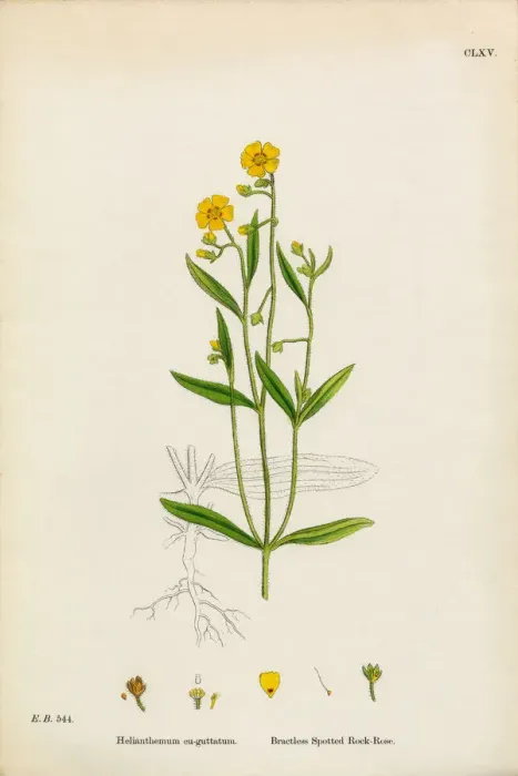 Framed Print : Spotted Rock Rose, Helianthemum eu-guttatum, Victorian Botanical Illustration, 1863 Framed Print : Spotted Rock Rose, Helianthemum eu-guttatum, Victorian Botanical Illustration, 1863