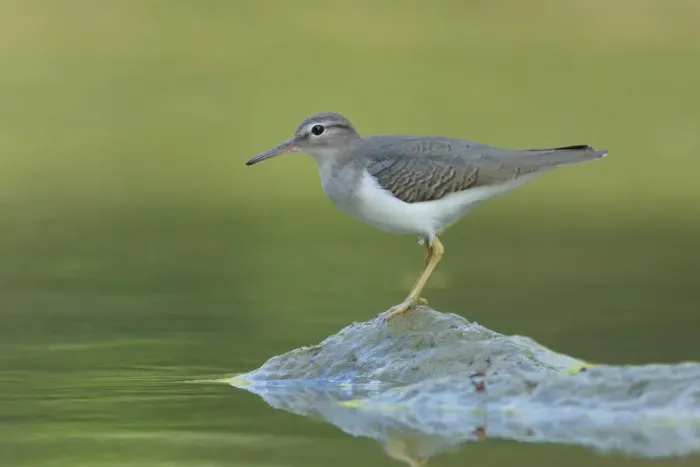 Framed Print : Spotted Sandpiper Framed Print : Spotted Sandpiper