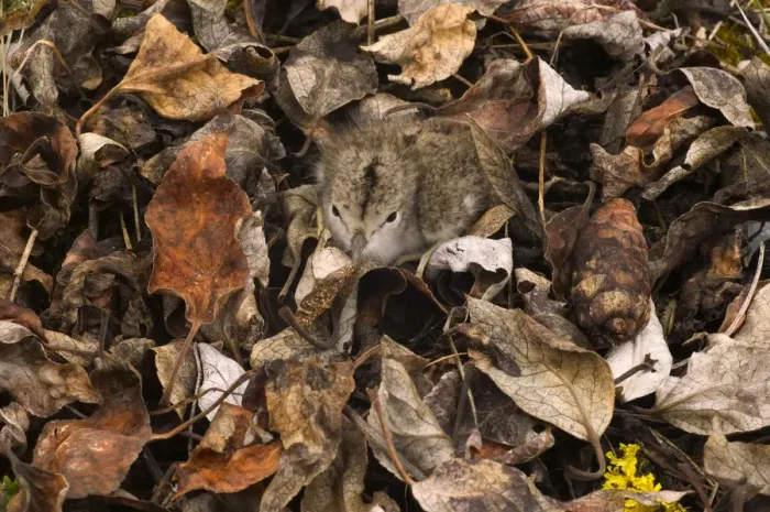 Framed Print : Spotted sandpiper chick (Actitis macularia) camouflaged in dead leaves Framed Print : Spotted sandpiper chick (Actitis macularia) camouflaged in dead leaves