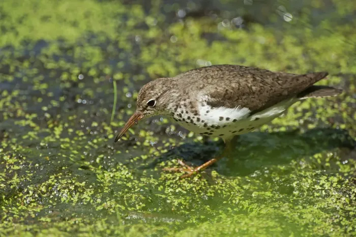 Framed Print : Spotted sandpiper on summer pond Framed Print : Spotted sandpiper on summer pond