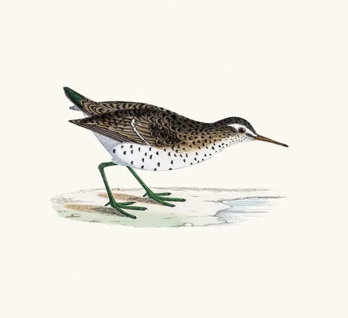 Framed Print : Spotted sandpiper wader shorebird Framed Print : Spotted sandpiper wader shorebird