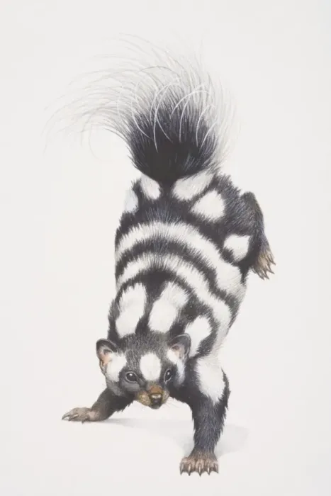 Framed Print : Spotted Skunk (spilogale putorius) leaping forward with its back feet up in the air, front view Framed Print : Spotted Skunk (spilogale putorius) leaping forward with its back feet up in the air, front view