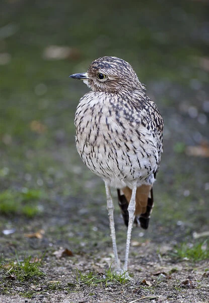 Spotted Thick-knee, Burhinus capensis, Spotted Dikkop or Cape Thick-knee (Burhinus capensis)