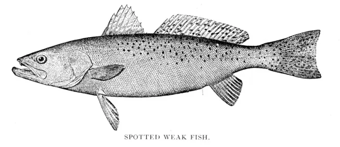 Framed Print : Spotted weak fish engraving 1898 Framed Print : Spotted weak fish engraving 1898