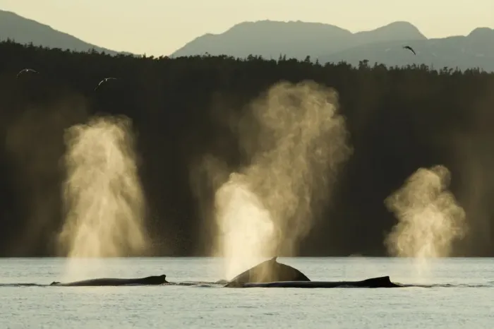 Framed Print : Spouting Humpback Whale, Alaska