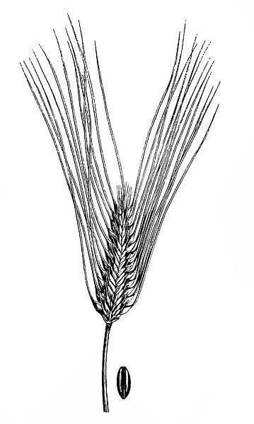 Sprat Barley (Hordeum zeocriton)