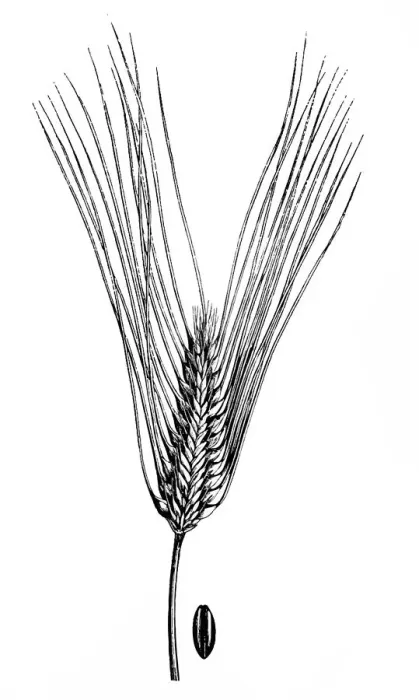 Framed Print : Sprat Barley (Hordeum zeocriton) Framed Print : Sprat Barley (Hordeum zeocriton)