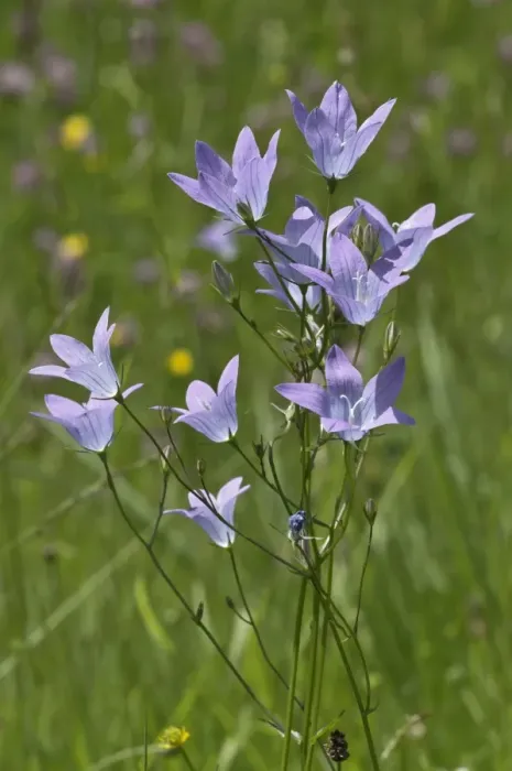 Framed Print : Spreading Bellflower -Campanula patula-, Untergroningen, Abtsgmuend, Baden-Wurttemberg, Germany