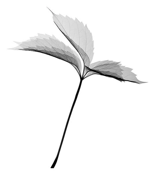 Sprig of hazel leaves, X-ray