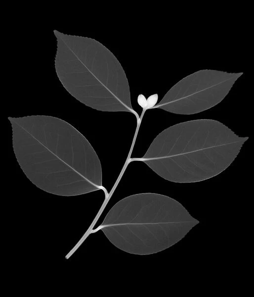 Sprig of leaves, X-ray