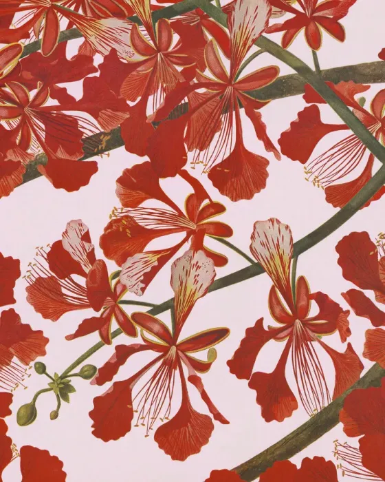 Framed Print : Spring Blossoms