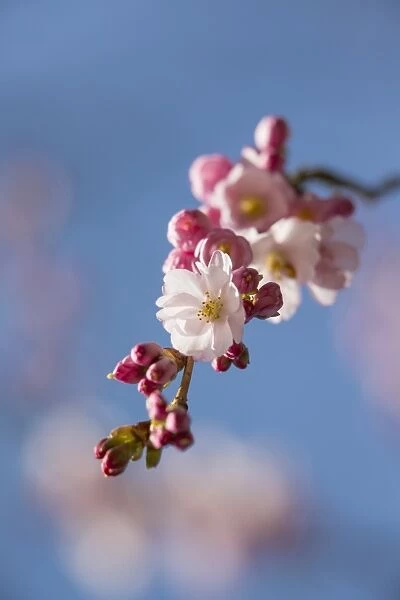 Spring cherry, Higan cherry or Rosebud cherry -Prunus subhirtella-, cherry blossoms, Leverkusen, North Rhine-Westphalia, Germany