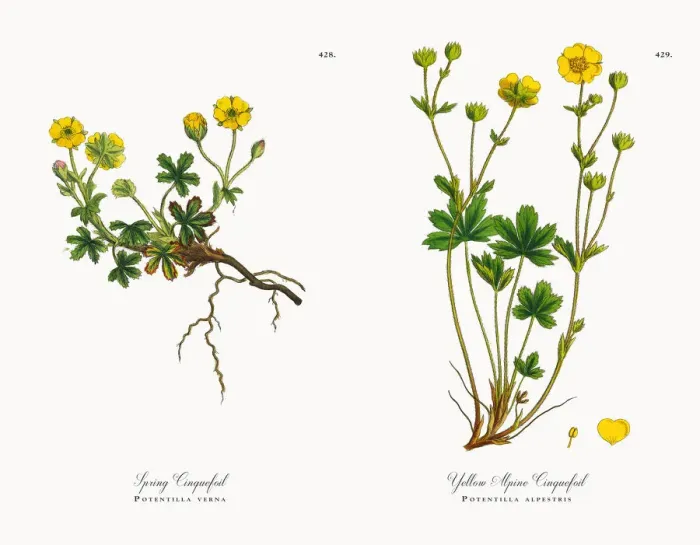 Framed Print : Spring Cinquefoil, Potentilla verna, Victorian Botanical Illustration, 1863 Framed Print : Spring Cinquefoil, Potentilla verna, Victorian Botanical Illustration, 1863