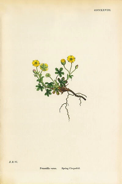 Spring Cinquefoil, Potentilla verna, Victorian Botanical Illustration, 1863