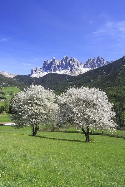 Spring colors Odle South Tyrol Italy