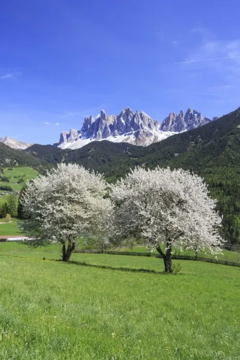 Framed Print : Spring colors Odle South Tyrol Italy Framed Print : Spring colors Odle South Tyrol Italy