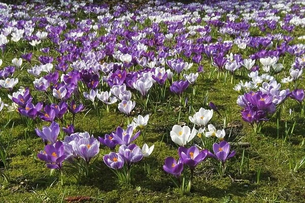 Spring crocus, Giant Dutch crocus -Crocus vernus hybrids-, purple and white croci or crocuses flowering on a crocus meadow in spring