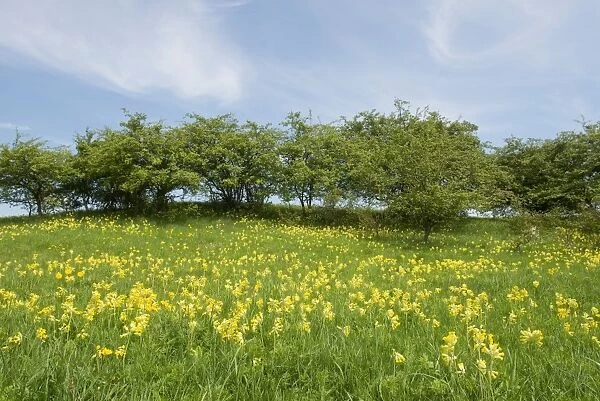 Spring field with Cowslip flowers -Primula veris-, Thuringia, Germany