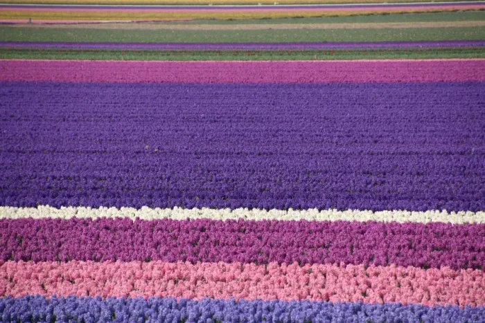 Framed Print : Spring, Fields of hyacinths in the Netherlands Framed Print : Spring, Fields of hyacinths in the Netherlands