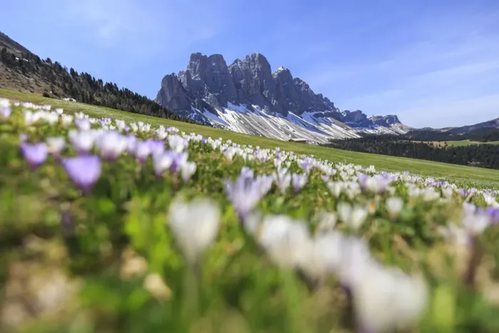 Framed Print : Spring flowering Odle South Tyrol Italy Framed Print : Spring flowering Odle South Tyrol Italy