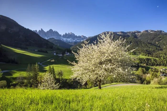 Framed Print : Spring flowering trees Funes Valley Italy