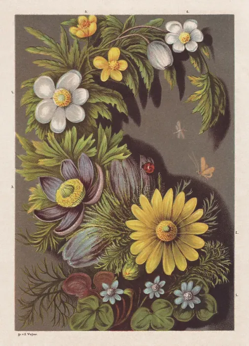 Framed Print : Spring flowers, chromolithograph, published in 1878 Framed Print : Spring flowers, chromolithograph, published in 1878