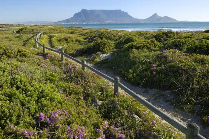 Framed Print : Spring flowers on coastal walk at sunset beach, Cape Town, Western Cape Province, South Africa