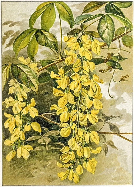 Spring flowers composition 19 century illustration