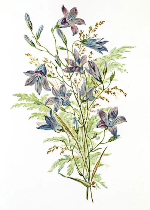 Framed Print : Spring flowers composition 19 century illustration Framed Print : Spring flowers composition 19 century illustration
