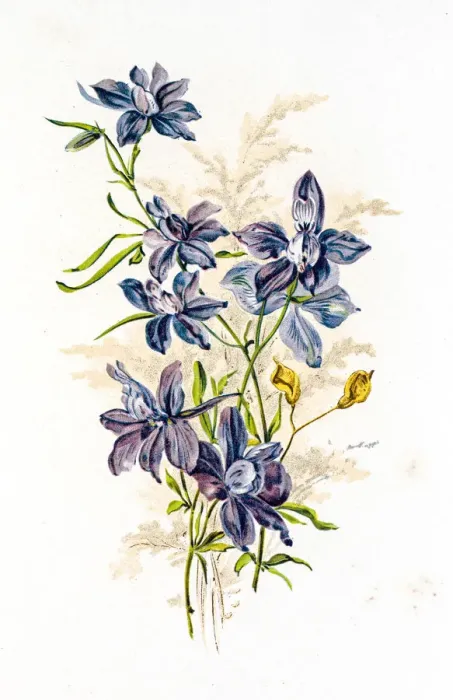 Framed Print : Spring flowers composition 19 century illustration Framed Print : Spring flowers composition 19 century illustration