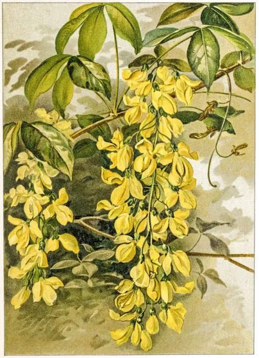 Framed Print : Spring flowers composition 19 century illustration Framed Print : Spring flowers composition 19 century illustration