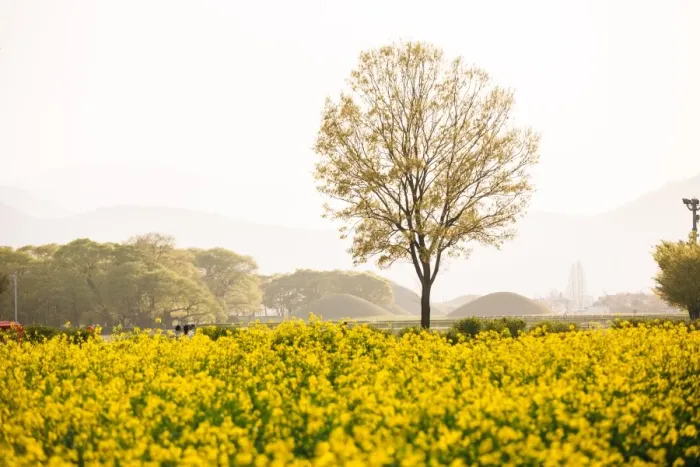 Framed Print : Spring Flowers at Gyeongju Historic Area Framed Print : Spring Flowers at Gyeongju Historic Area
