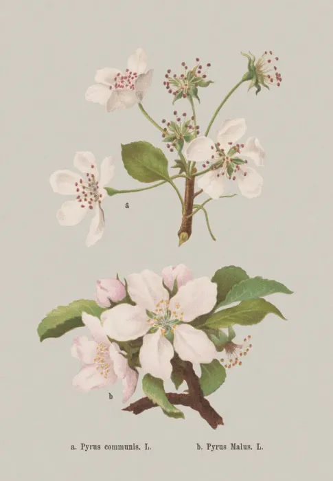 Framed Print : Spring flowers (Rosaceae), chromolithograph, published in 1884 Framed Print : Spring flowers (Rosaceae), chromolithograph, published in 1884
