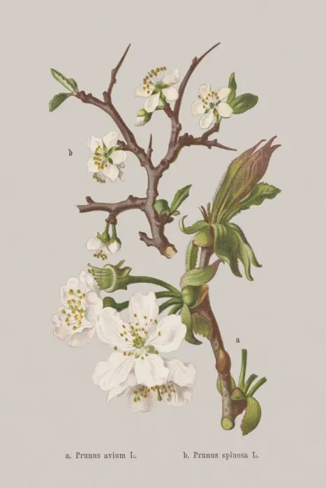Framed Print : Spring flowers (Rosaceae), chromolithograph, published in 1884 Framed Print : Spring flowers (Rosaceae), chromolithograph, published in 1884