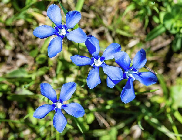 Spring Gentian -Gentiana verna-, flowers