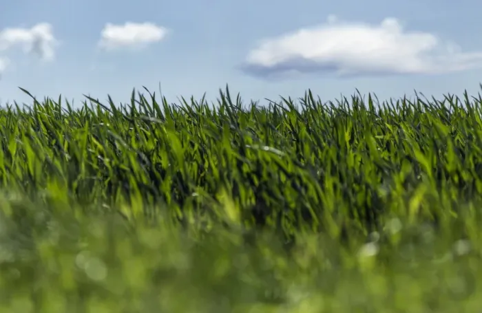 Framed Print : Spring grass and cloudy sky Framed Print : Spring grass and cloudy sky
