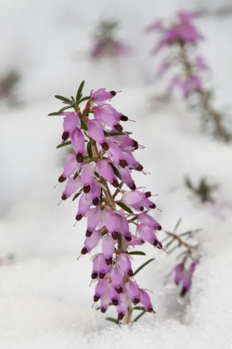 Framed Print : Spring Heath -Erica carnea-, Germany Framed Print : Spring Heath -Erica carnea-, Germany