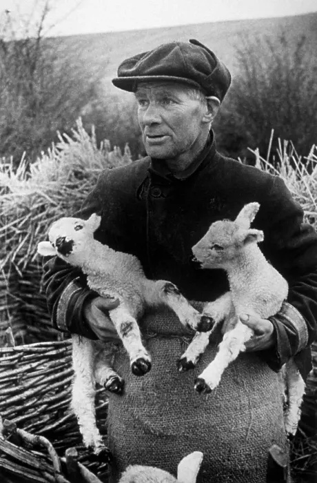 Framed Print : Spring Lambs Framed Print : Spring Lambs