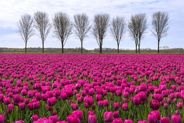 Spring landscape with tulips