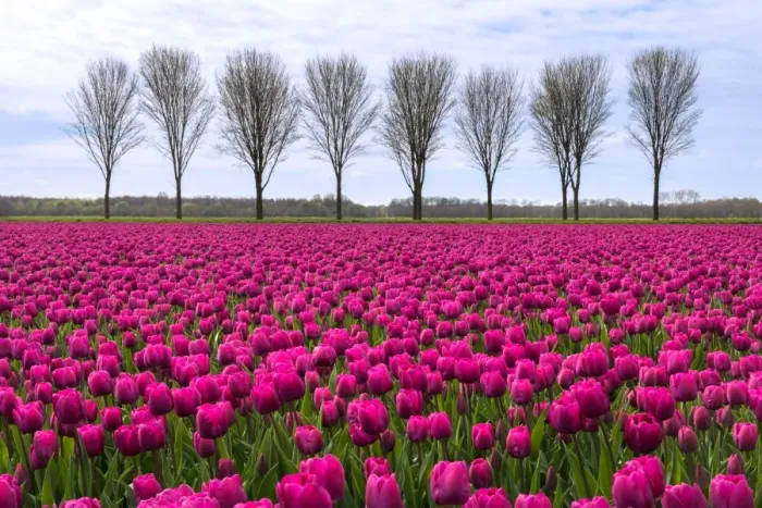 Framed Print : Spring landscape with tulips Framed Print : Spring landscape with tulips