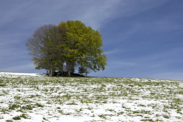 Framed Print : Spring meadow with snow near St. Peter, Black Forest, Baden-Wuerttemberg, Germany, Europe Framed Print : Spring meadow with snow near St. Peter, Black Forest, Baden-Wuerttemberg, Germany, Europe