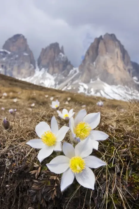 Framed Print : Spring Pasque flowers -Pulsatilla vernalis, Anemone vernalis- on the Plan da Cuzin below the peak of Langkofel or Sassolungo, Dolomites, Italy, Europe Framed Print : Spring Pasque flowers -Pulsatilla vernalis, Anemone vernalis- on the Plan da Cuzin below the peak of Langkofel or Sassolungo, Dolomites, Italy, Europe