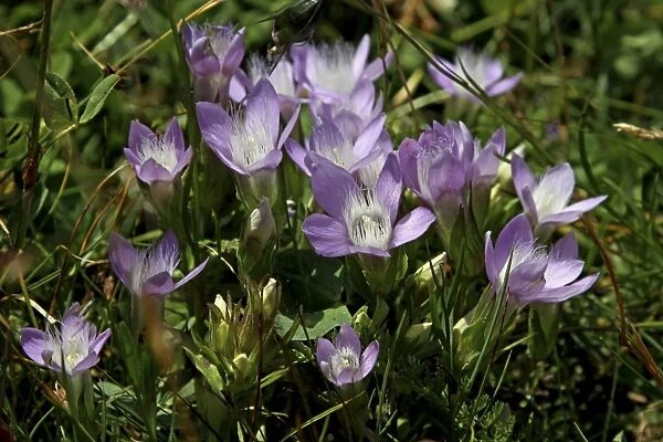 Spring Pasque or Spring Pasque Flower (Pulsatilla Vernalis), Hohe Tauern National Park, Austria, Europe