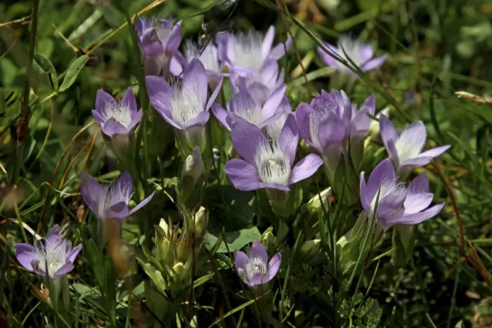 Framed Print : Spring Pasque or Spring Pasque Flower (Pulsatilla Vernalis), Hohe Tauern National Park, Austria, Europe Framed Print : Spring Pasque or Spring Pasque Flower (Pulsatilla Vernalis), Hohe Tauern National Park, Austria, Europe