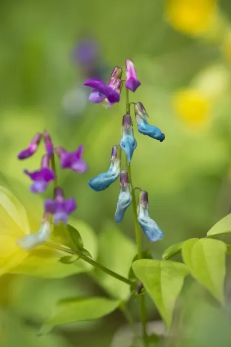 Framed Print : Spring Pea or Spring Vetchling -Lathyrus vernus-, Hainich National Park, Thuringia, Germany