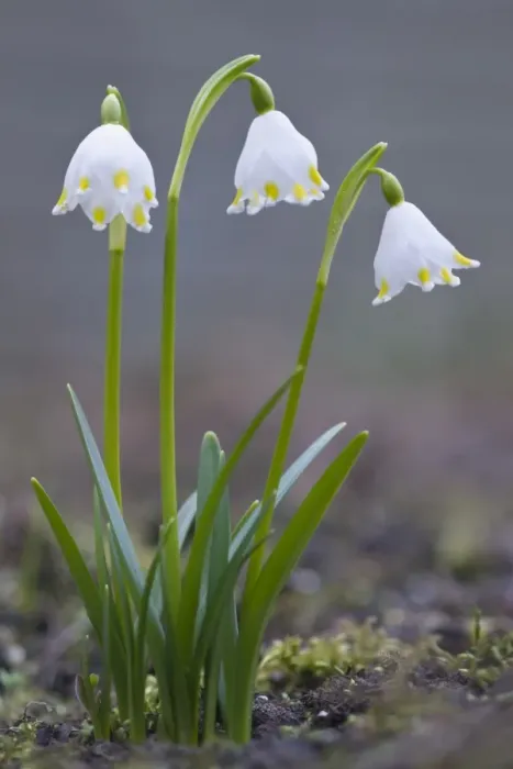 Framed Print : Spring snowflake -Leucojum vernum- Framed Print : Spring snowflake -Leucojum vernum-